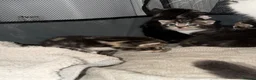 Domestic Shorthair cats for sale: Kittens - Advert 10