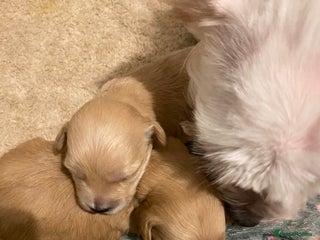 Maltipoo dogs - Advert 1