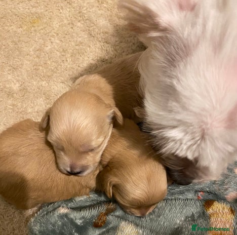 Maltipoo dogs - Advert 1