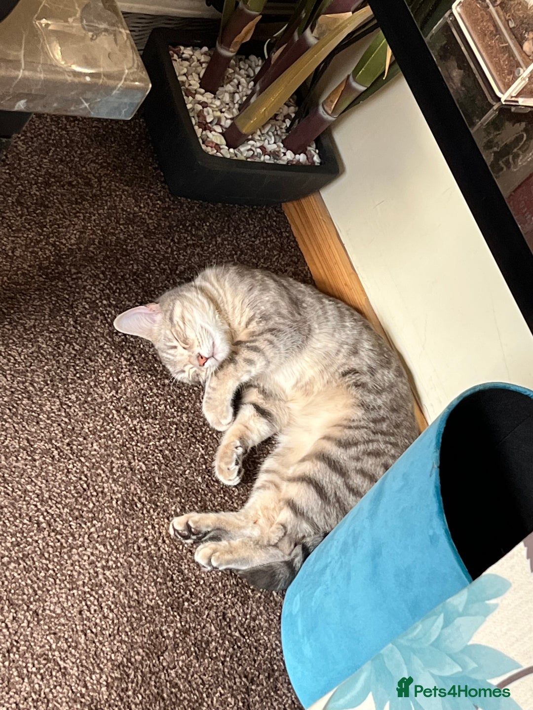 Mixed Breed cats for sale: 4yr old female mixed breed  - Image 3