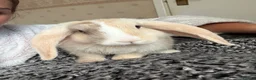Mini Lop rabbits for sale: Mini Lop - Bella in Heanor - Advert 4