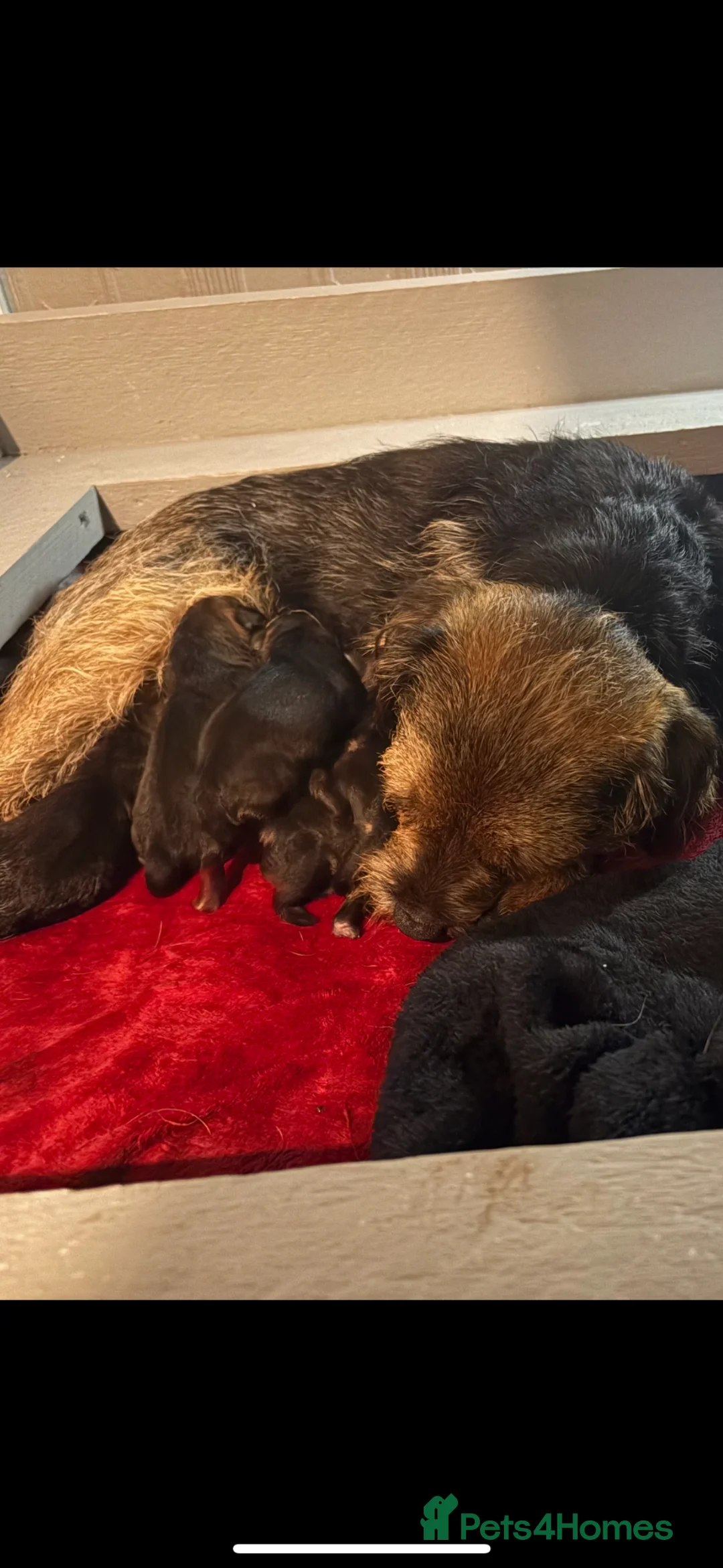 Border Terrier dogs for sale: Top class boarder terrier puppies  - Advert 1