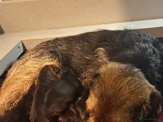 Border Terrier dogs Top class boarder terrier puppies - Advert 2