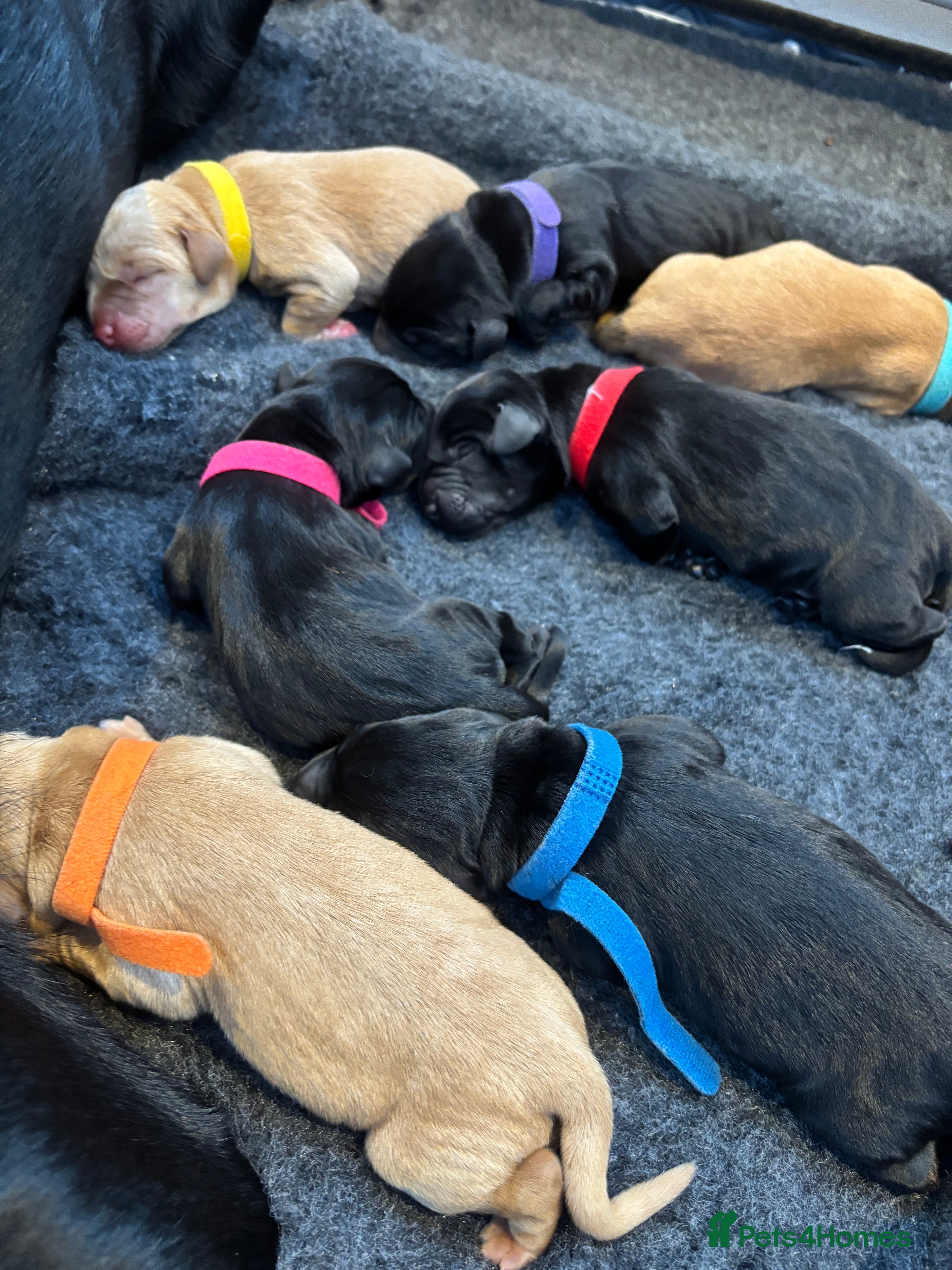 Labrador Retriever dogs Ozzy-proven health tested stud - Advert 14