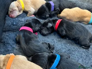 Labrador Retriever dogs Ozzy-proven health tested stud - Advert 14