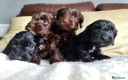 Cockapoo dogs for sale: F1 Cockapoo Puppies. Thick Coats. DNA tested - Image 9