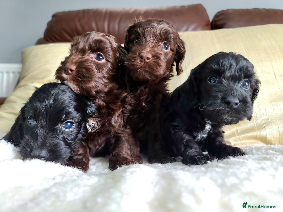 Cockapoo dogs for sale: F1 Cockapoo Puppies. Thick Coats. DNA tested - Image 9