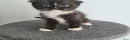 Scottish Fold cats for sale: 6 Scottish fold kittens - Advert 18