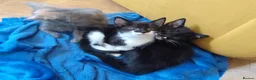 Mixed Breed cats for sale: Three beautiful kittens for sale - Advert 4