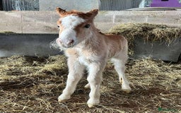 Welsh Section A horses for sale: Tame Gelding etm 11.2hh Kids Lead Rein Riding Pony - Advert 15