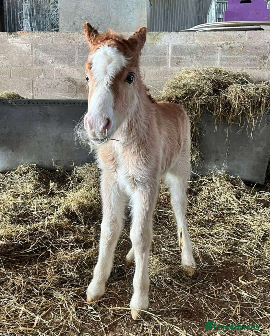 Welsh Section A horses for sale: Tame Gelding etm 11.2hh Kids Lead Rein Riding Pony - Advert 15
