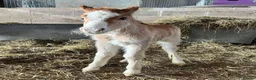 Welsh Section A horses for sale: Dapper Pony Open to Sensible Offers to Right Home - Advert 16