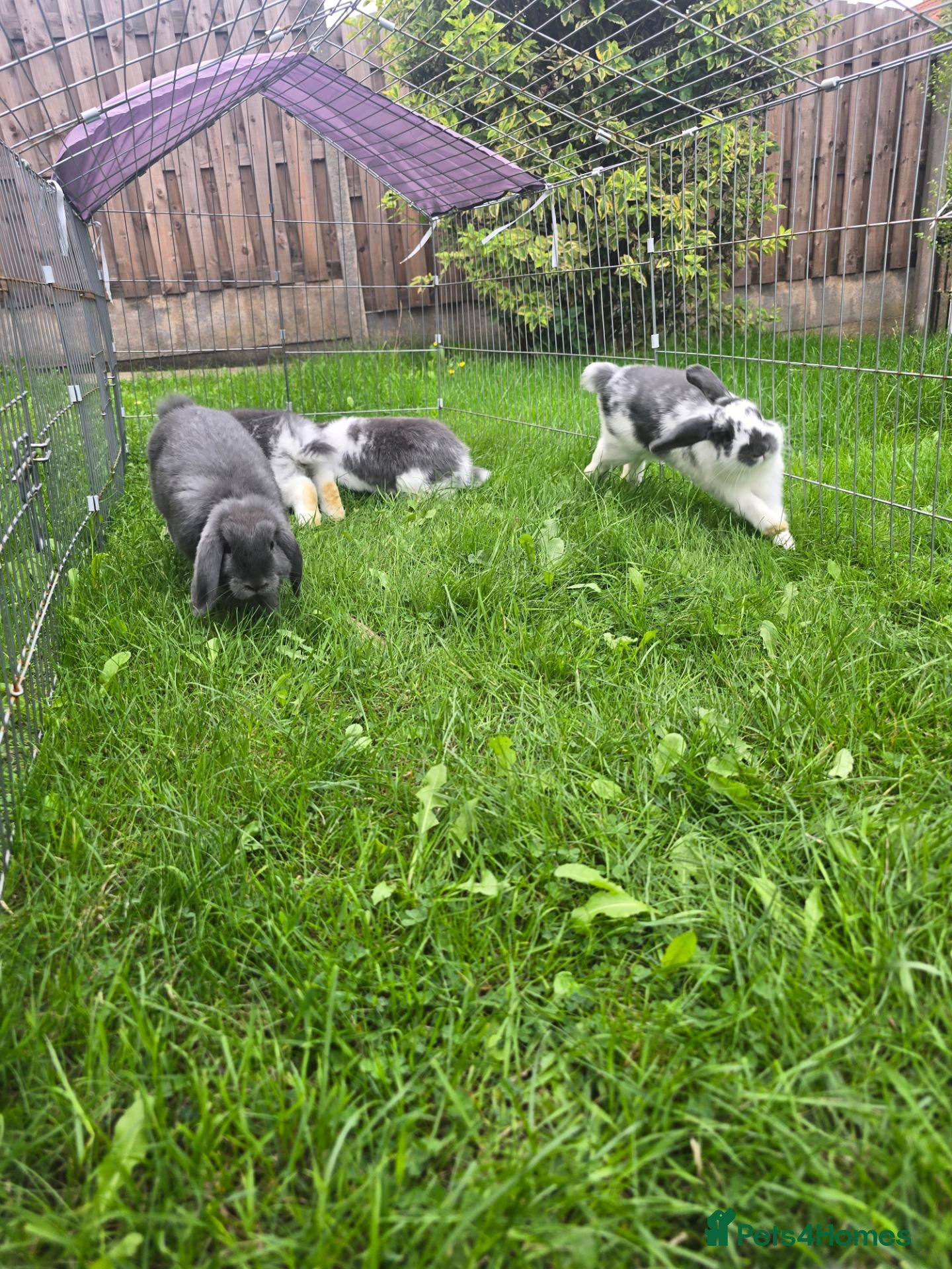 Mini Lop rabbits Mini lops, Grey & White, 2x Boys & 3x Girls - Advert 1