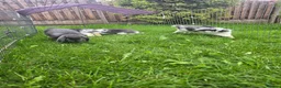 Mini Lop rabbits for sale: Mini lops, Grey & White, 2x Boys & 3x Girls - Advert 1