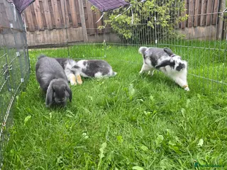 Mini Lop rabbits Mini lops, Grey & White, 2x Boys & 3x Girls - Advert 1