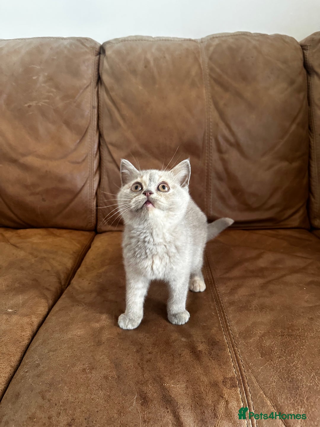 British Shorthair cats for sale: READY NOW GCCF REG CHUNKY CHOCOLATE  BS KITTENS  - Image 10