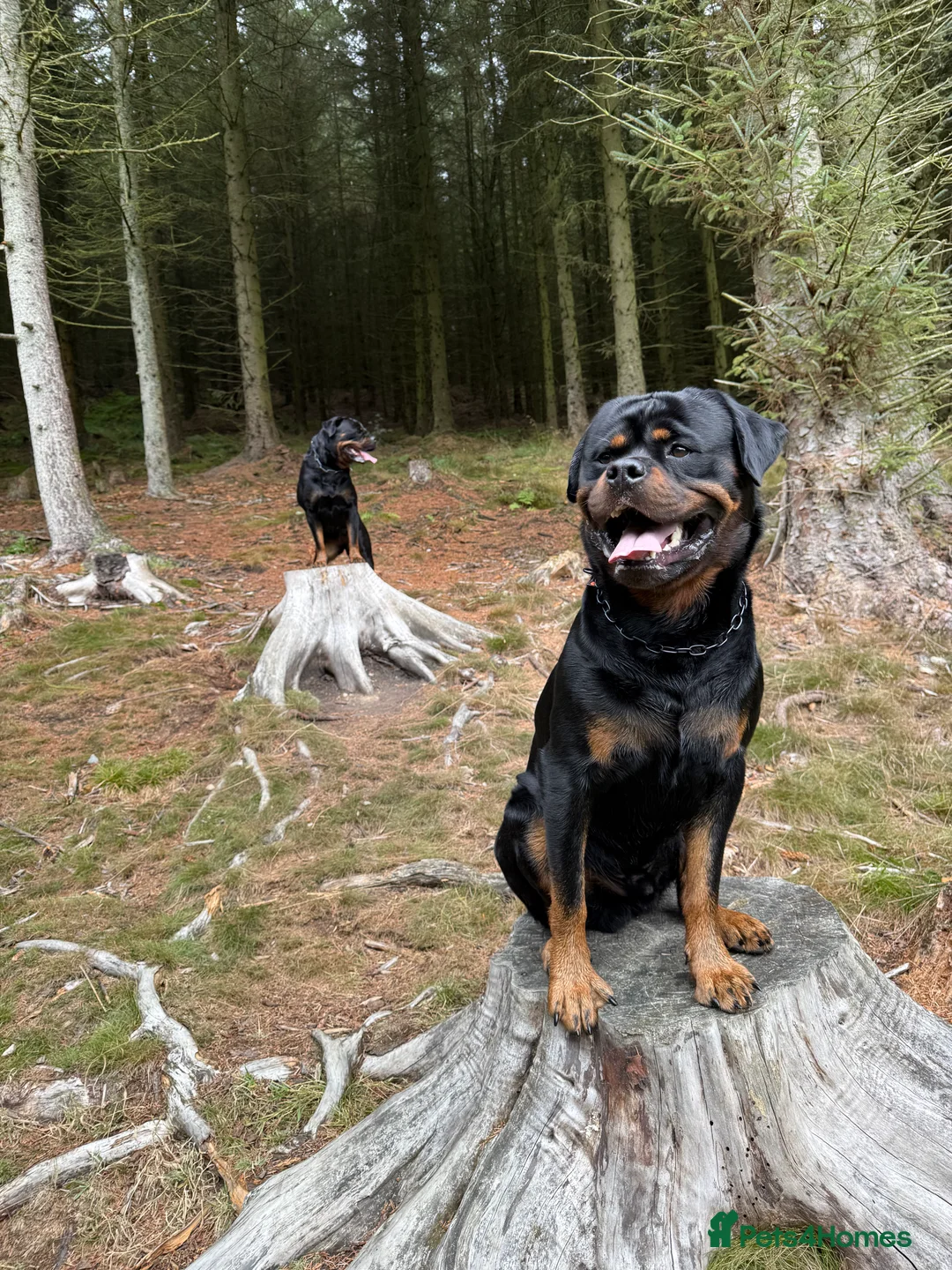 Rottweiler dogs for sale: Expecting Rottweiler pups - ready end of May  - Advert 26