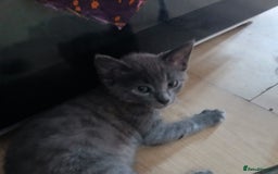 Bengal cats for sale: Bengal kittens very healthy male femal - Image 5
