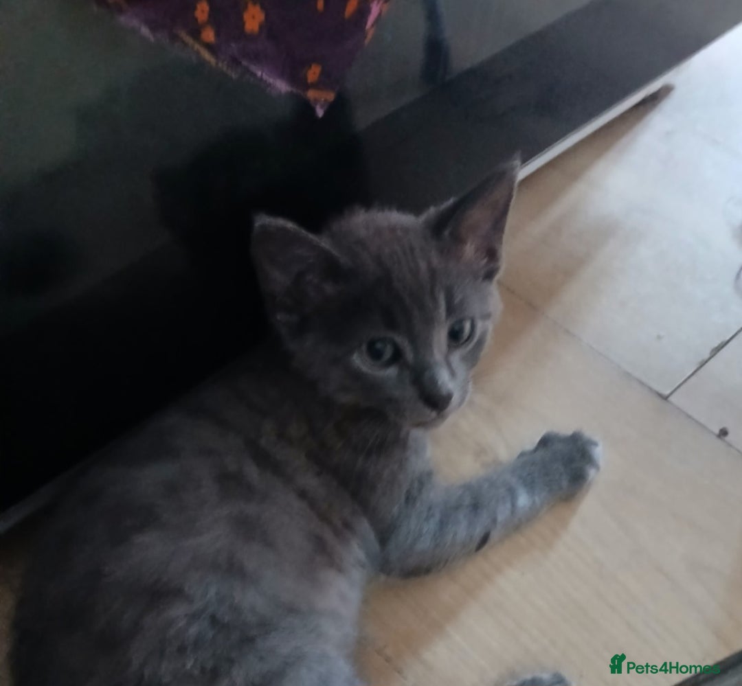 Bengal cats for sale: Bengal kittens very healthy male femal - Image 5