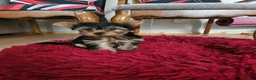Yorkshire Terrier dogs for sale: DWKC Yorkshire Terrier Boys ,Show KC Winner Dad - Advert 21