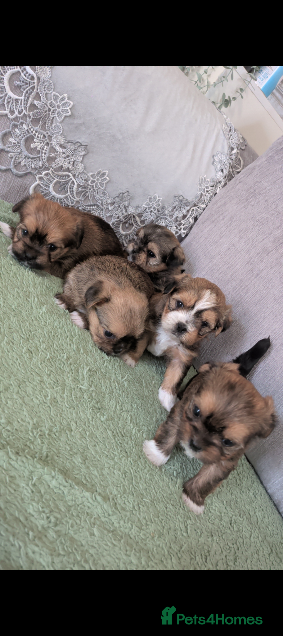 Shorkie dogs Shorkie puppies for sale  - Advert 2