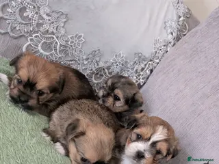 Shorkie dogs Shorkie puppies for sale - Advert 17