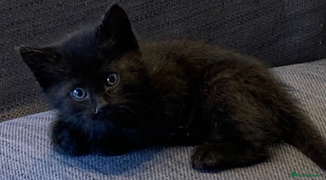 Mixed Breed cats  Cute kitten - Advert 5