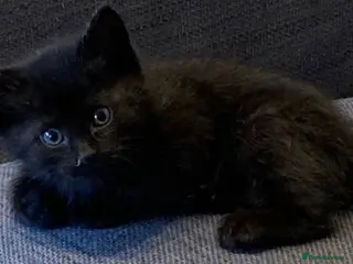 Mixed Breed cats Cute kitten - Advert 5