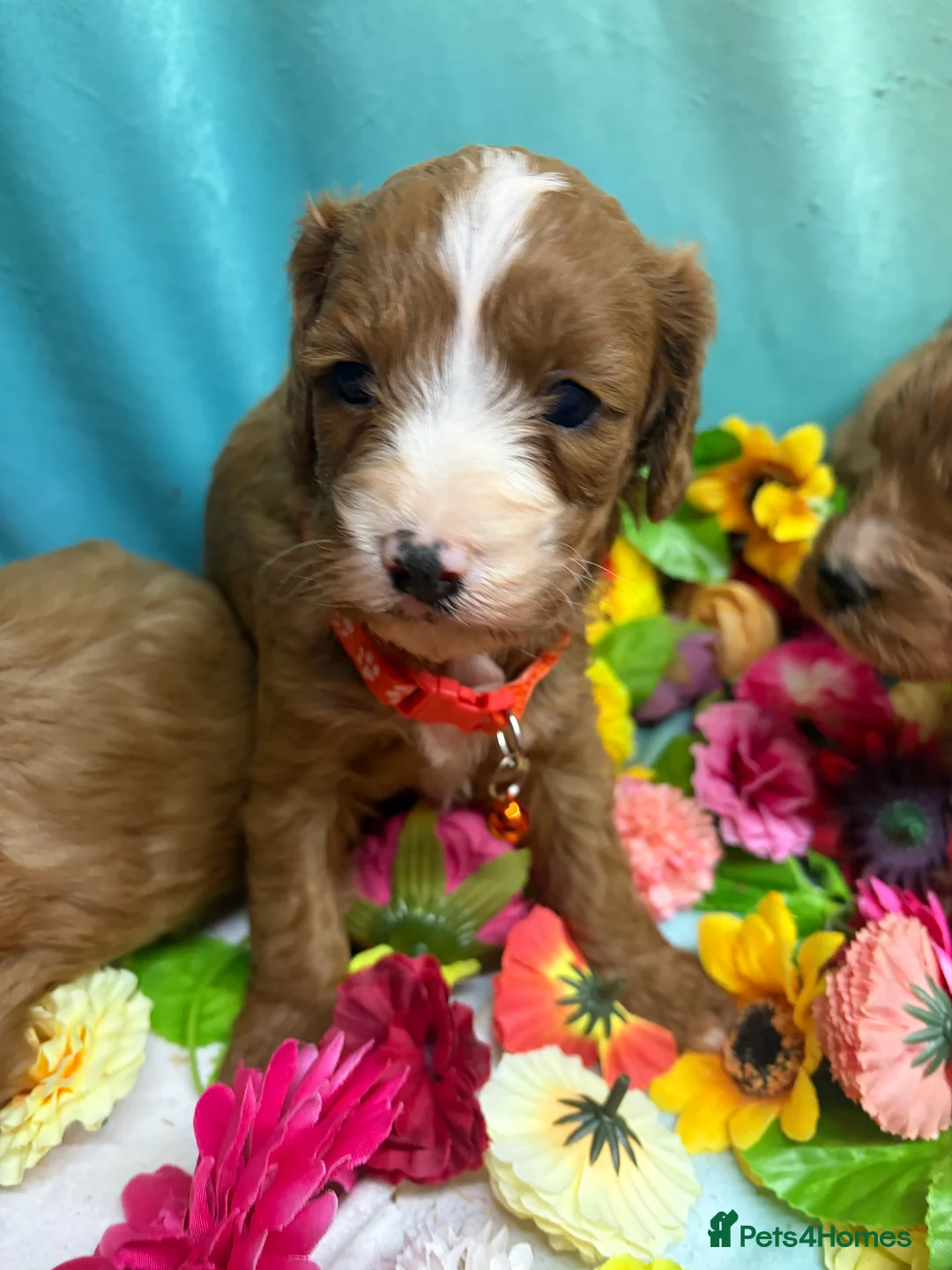 Cavapoo dogs for sale: Hypoallergenic F1 type Cavapoo Pups(Dad PRA Clear) - Advert 6