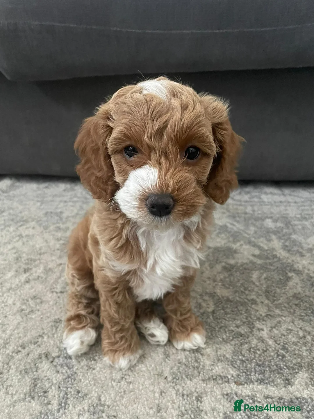 Toy Poodle dogs for stud: ‘Teddy’ KC Registered/Health tested Toy Stud in Wigan - Advert 9