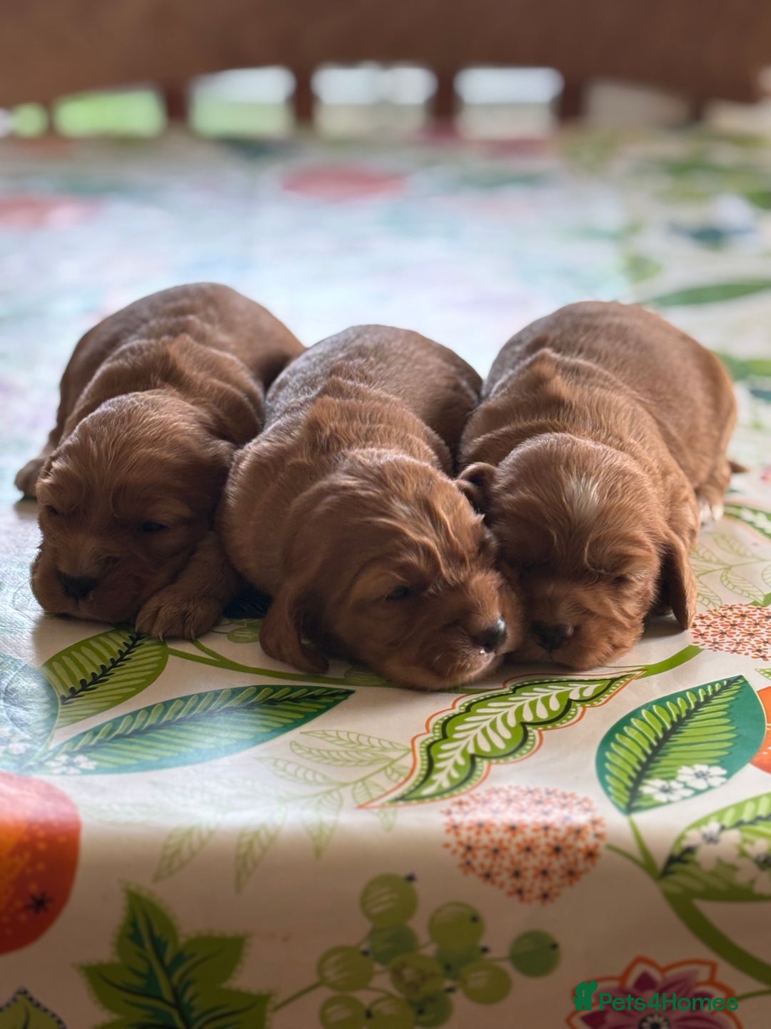Cocker Spaniel dogs for sale: Cocker spaniel puppies for sale - Image 7
