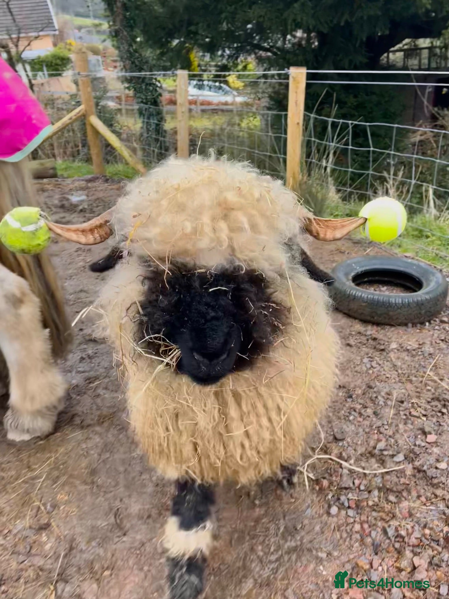 Sheep livestock Valais Blacknose wethers x2 - Advert 11