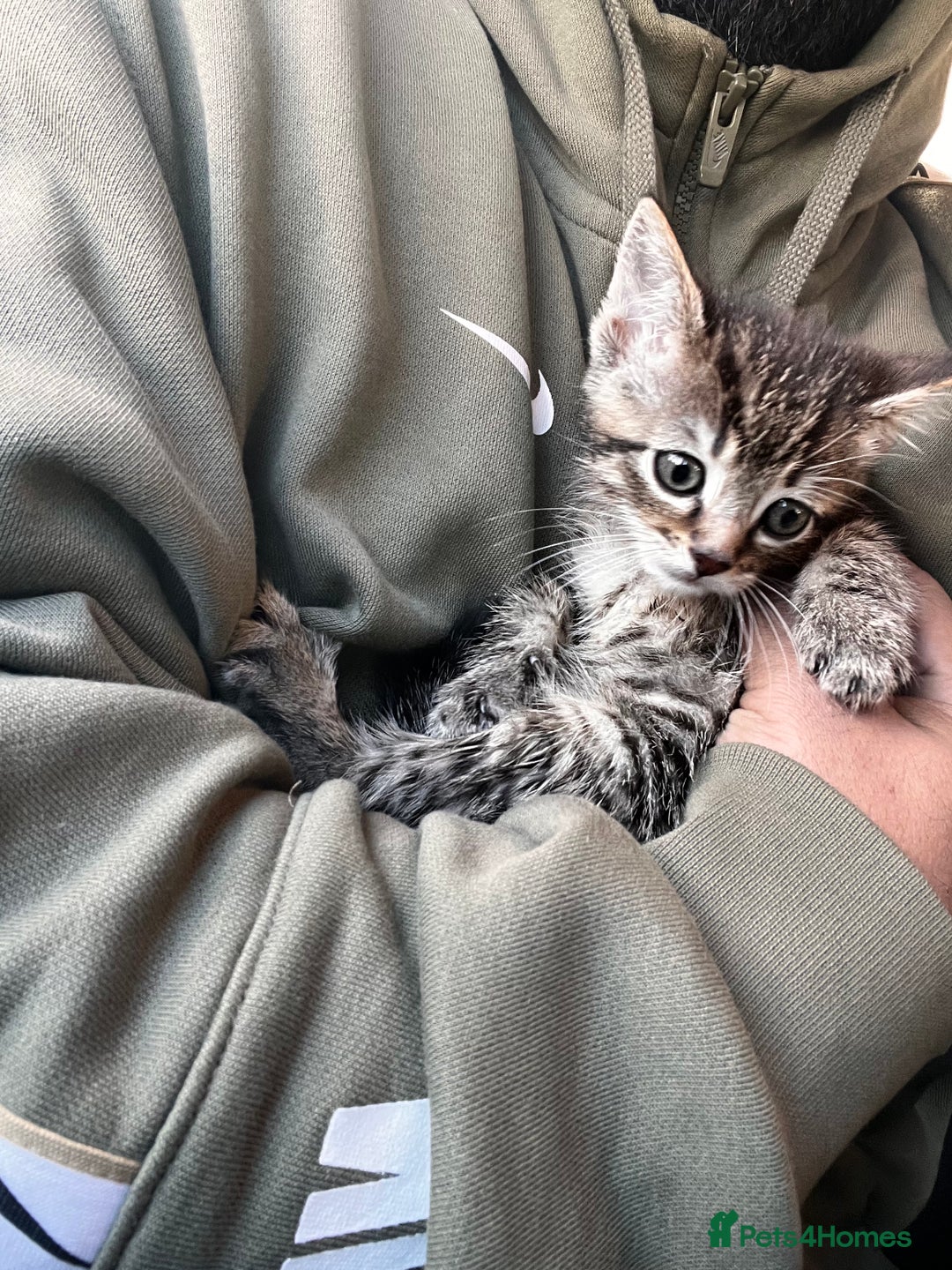 Mixed Breed cats for sale: Stunning litter of Bengal x Ragdoll kittens ready - Advert 5
