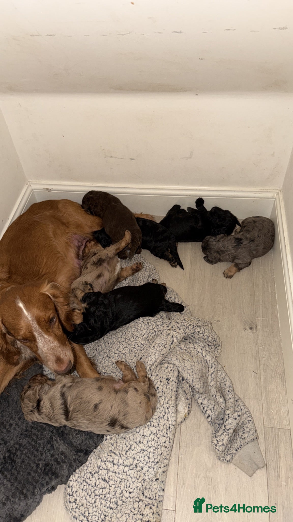 Cocker Spaniel dogs Beautiful litter of cocker spaniels puppy’s  - Advert 1