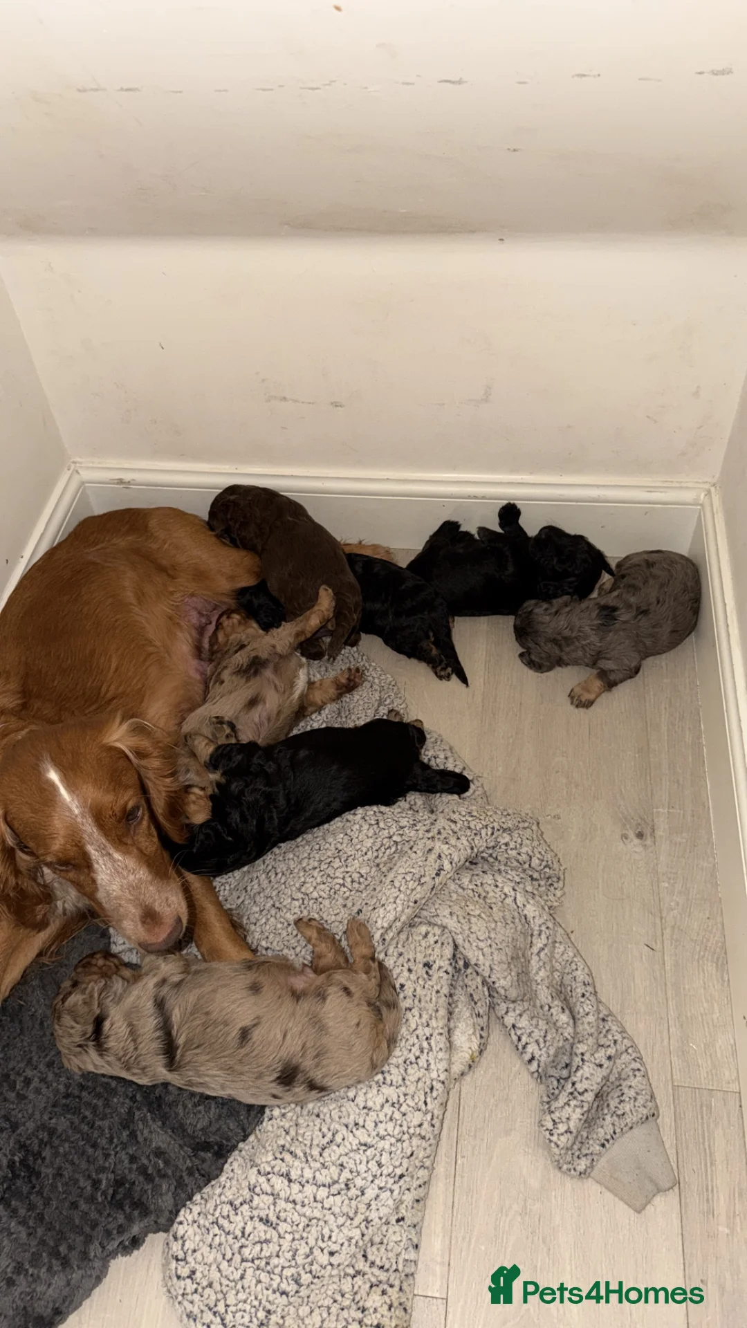 Cocker Spaniel dogs for sale: Beautiful litter of cocker spaniels puppy’s  - Advert 1
