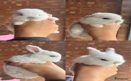 Mini Lop rabbits for sale: Mini Plush Lop Bunnies Looking for Loving Homes - Advert 8