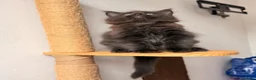 Maine Coon cats for sale: 🐾 FIVE MAINE COON (TWO POLYDACTYL)  - Advert 16