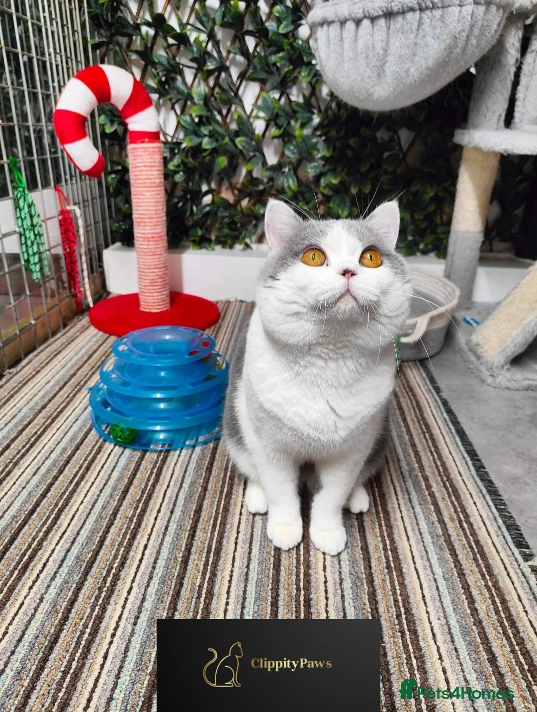 British Shorthair cats for stud: GCCF Registered Chunky British Shorthair Stud in Liverpool - Advert 5