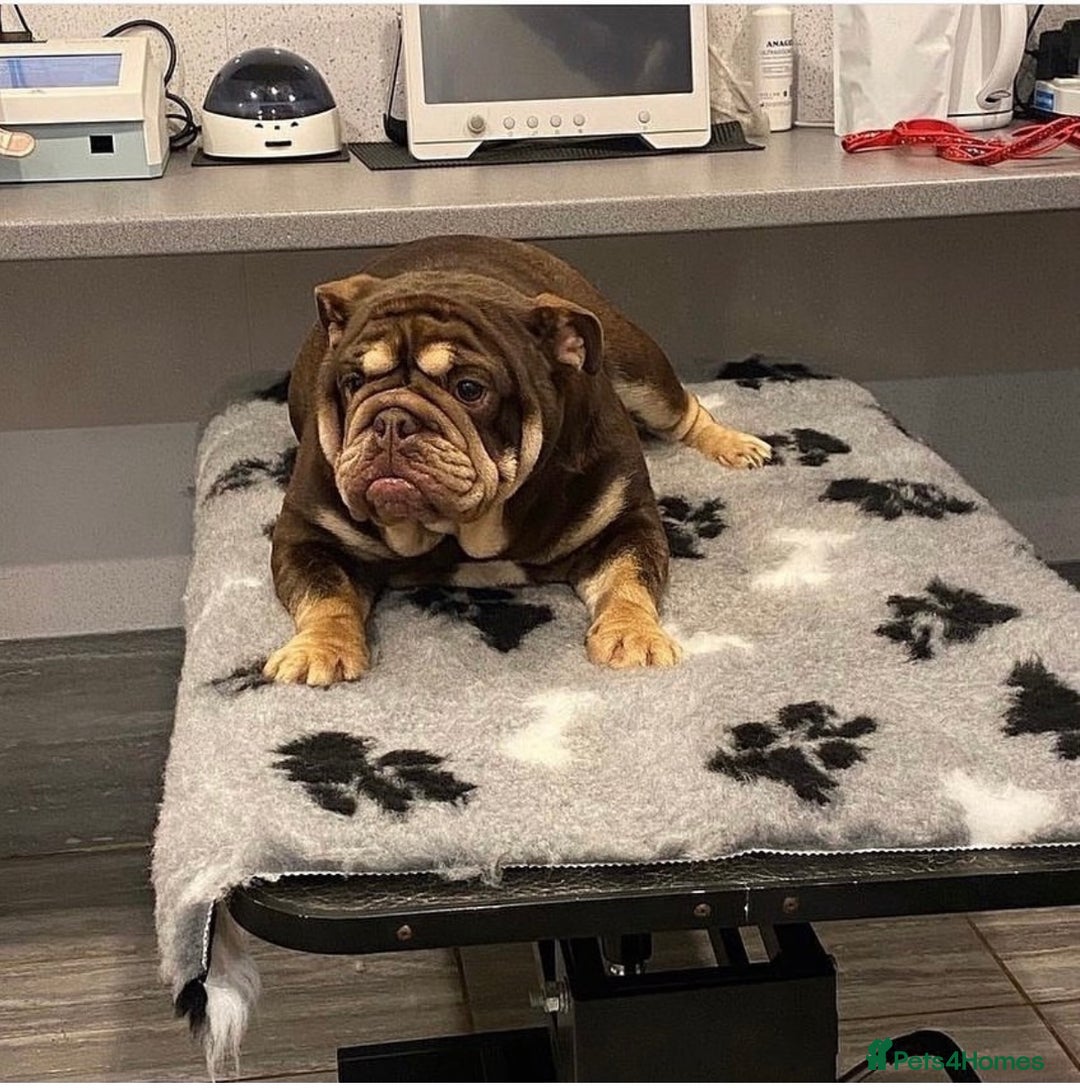 English Bulldog dogs for sale: English bulldog puppies  - Advert 12