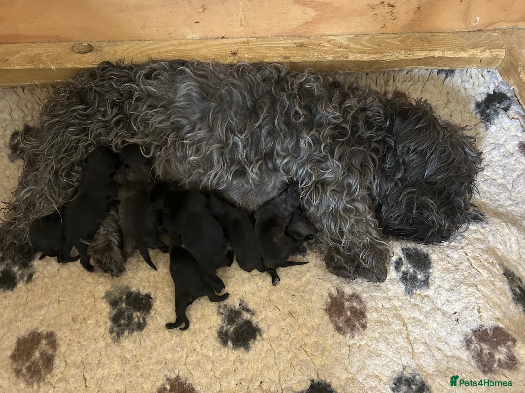Glen of Imaal Terrier dogs for sale: Beautiful Glen of Imaal Terrier Puppies - Image 6