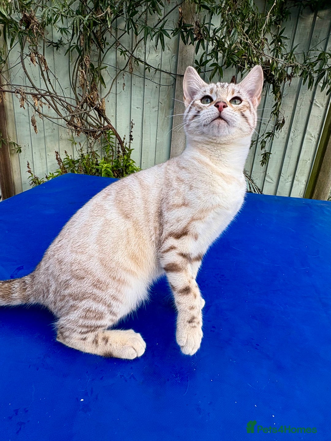 Keetso cats for sale: Superb polydactyl rosetted girl  - Advert 18