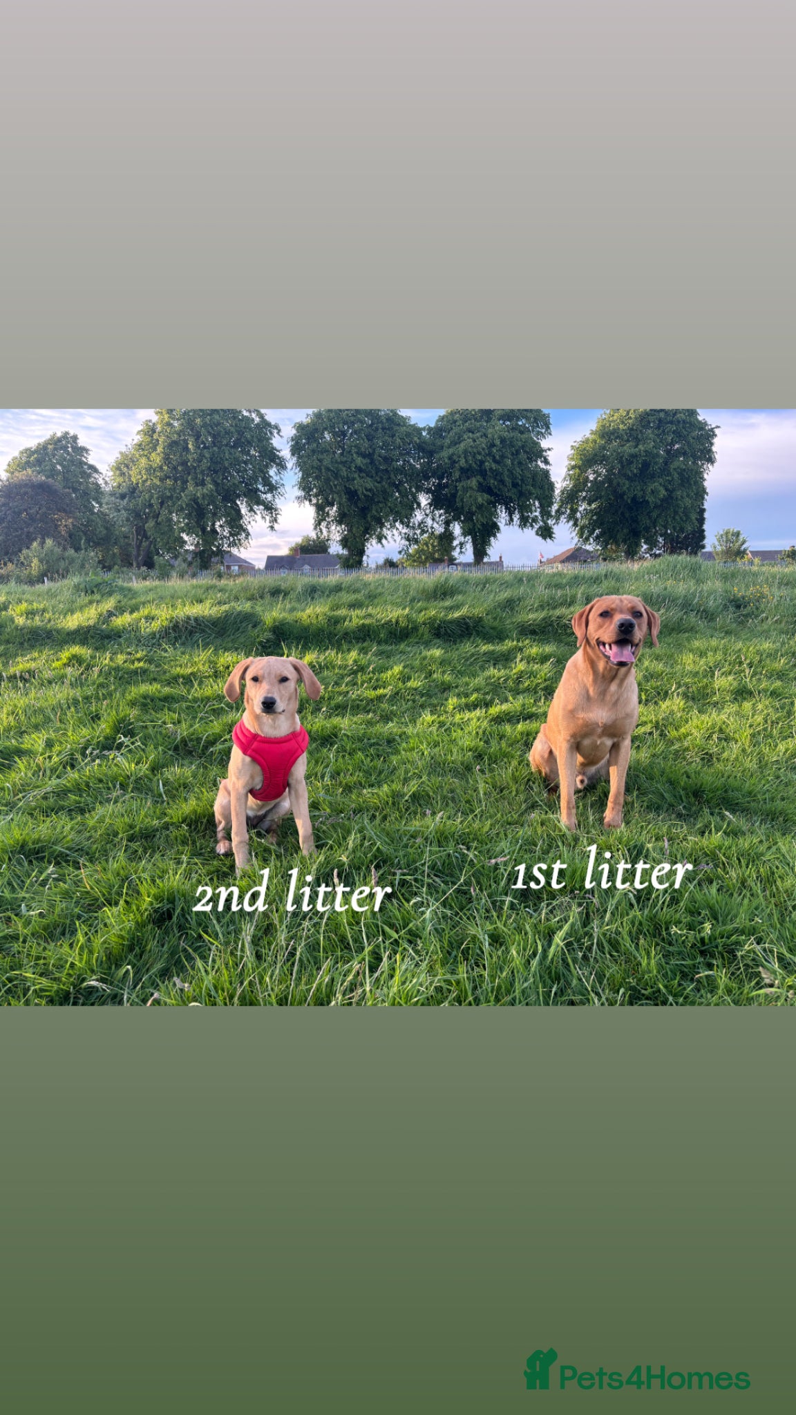 Labrador Retriever dogs for sale: Exceptional KC Reg Labrador Puppies – Due July 4th - Advert 5
