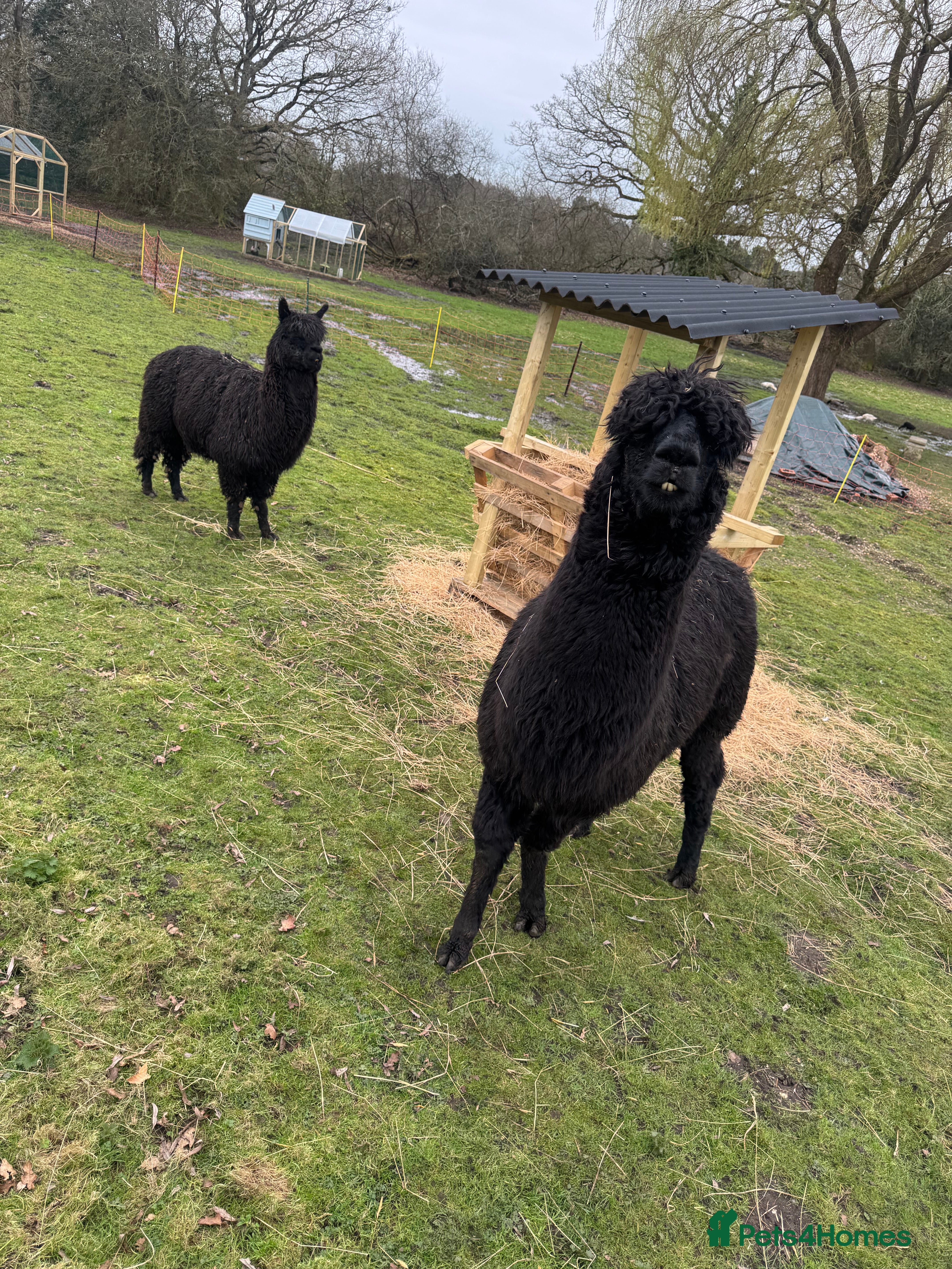 Alpaca livestock 2 alpacas for sale black - Advert 3