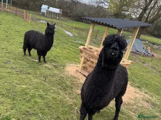 Alpaca livestock 2 alpacas for sale black - Advert 3