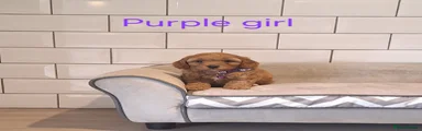 Cavapoochon 5
