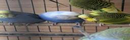 Budgerigars birds for sale: Beautiful Budgies All Healthy  - Advert 4