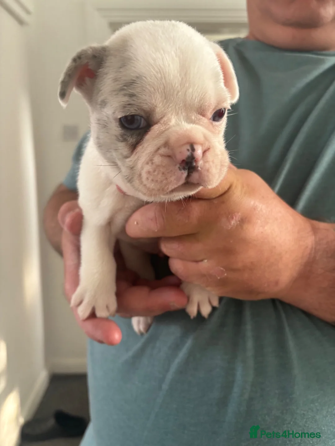 French Bulldog dogs for sale: Stunning KC Reg Pied French Bulldogs  - Advert 8