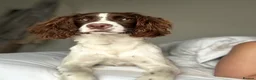 English Springer Spaniel dogs for stud: KC reg Working line springer spaniel stud  in Ammanford - Advert 2