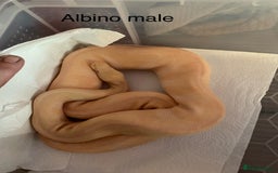 Python Snake reptiles for sale: Pair albino ball pythons  - Image 2