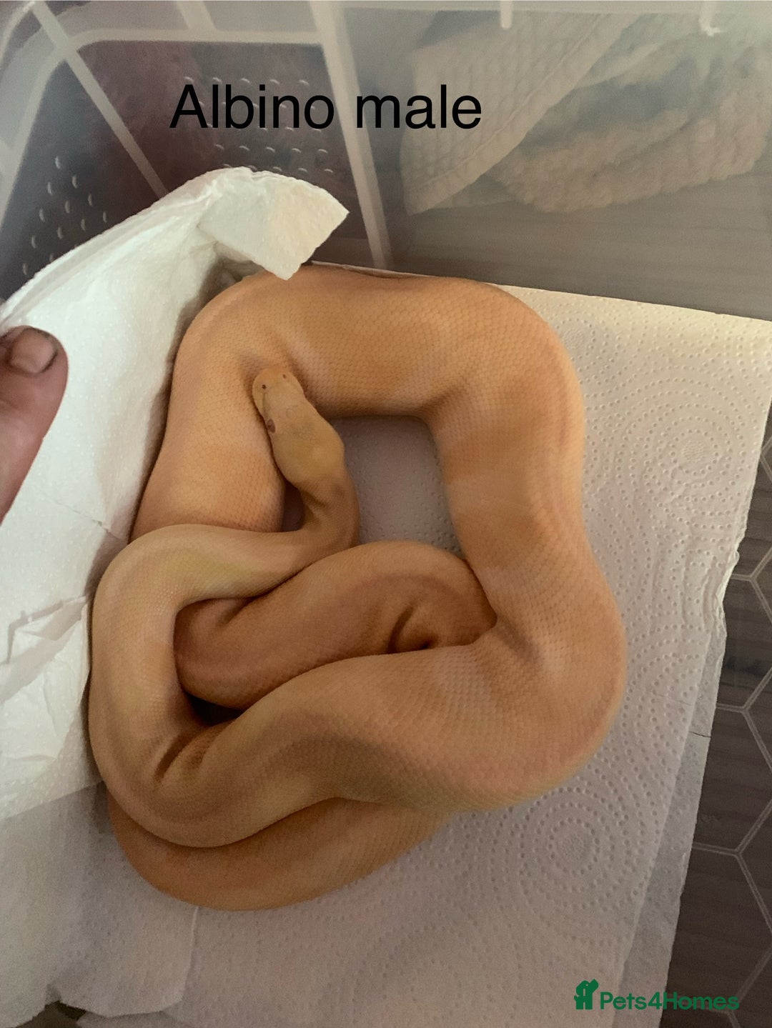 Python Snake reptiles for sale: Pair albino ball pythons  - Image 2